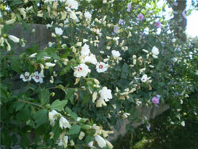 hibiskus